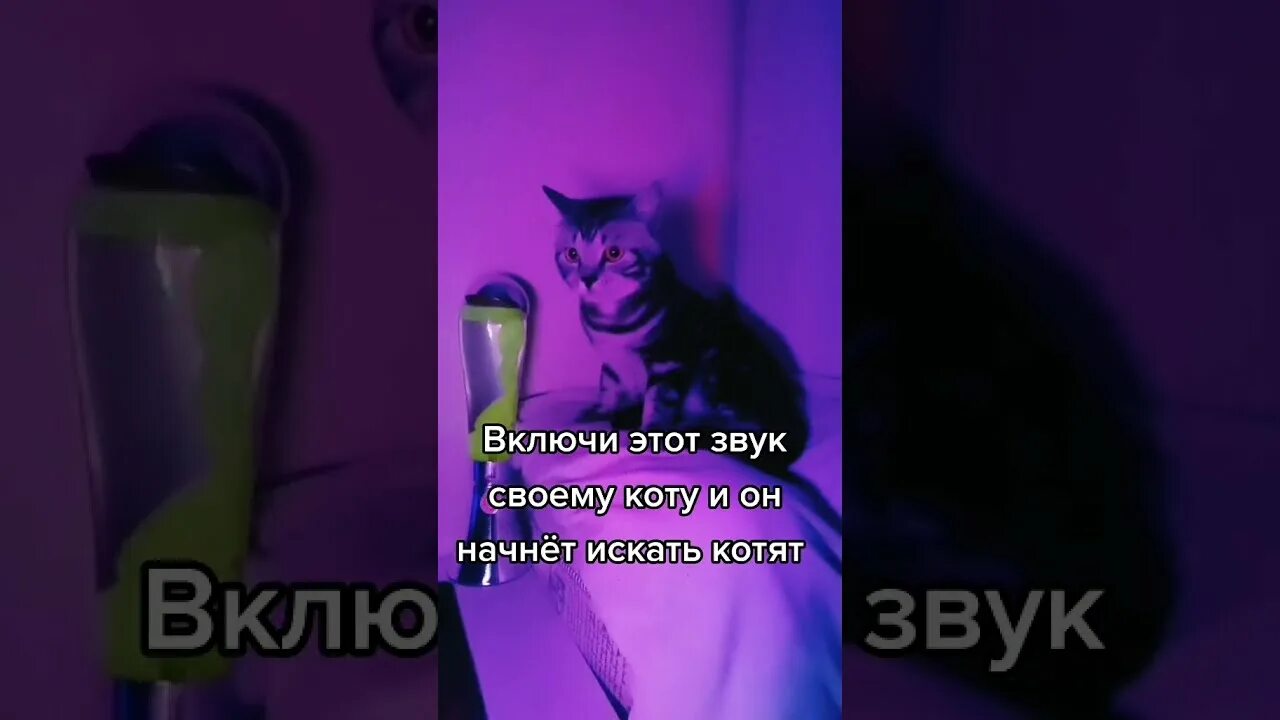 Включи этот звук своему коту. Включите звук и кот придет. Котики которые понравятся моему коту. Звуки котов для котов. Включи котики громкость