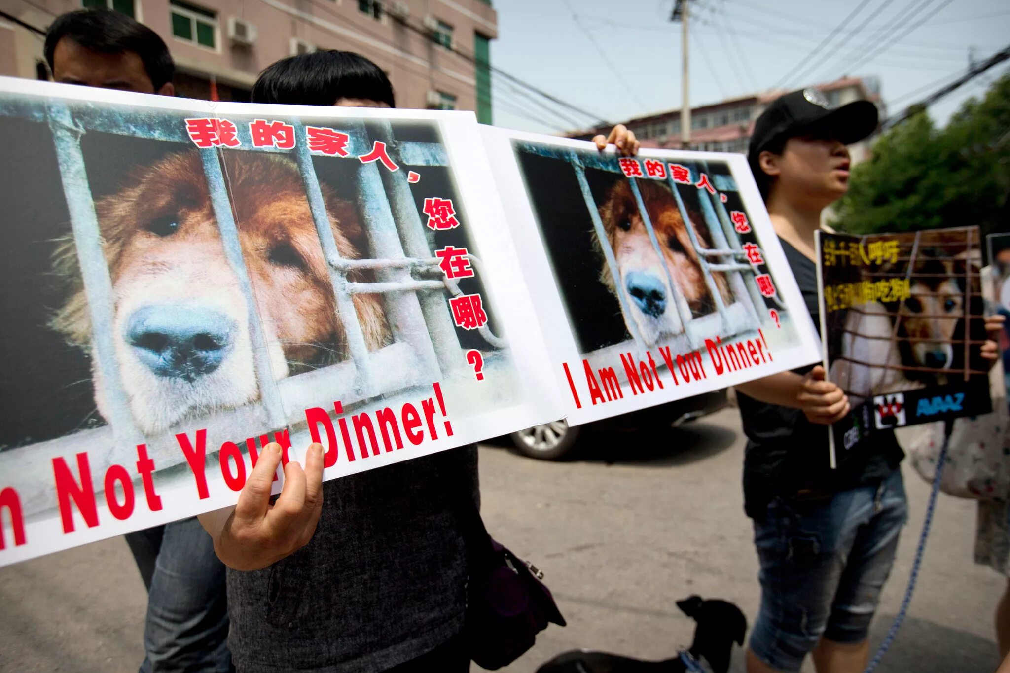 Китайская петиция. Защитники животных в Китае. Собачий фестиваль в Китае. Фестиваль собачьего мяса. Фестиваль поедания собак в Китае.
