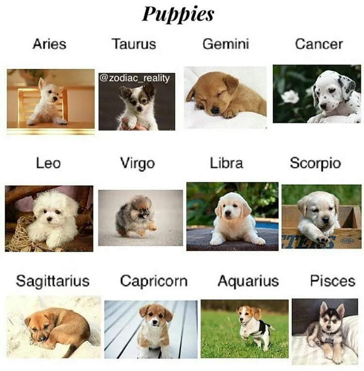 Знаки зодиака породы собак. Собаки подходящие к знакам зодиака. Породы собак по знаку зодиака Лев.