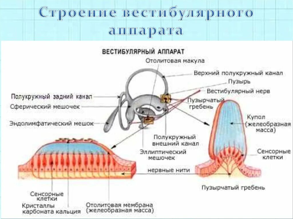 Мешочки и полукружные каналы вестибулярного аппарата. Отолитовый аппарат вестибулярного анализатора. Орган равновесия отолитовый аппарат. Строение строение вестибулярного аппарата. Рецепторы вестибулярного аппарата строение.