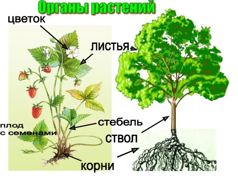 Ствол лист. Части растения. части растений дерево. стволы и стебли растений. органы растений для детей.