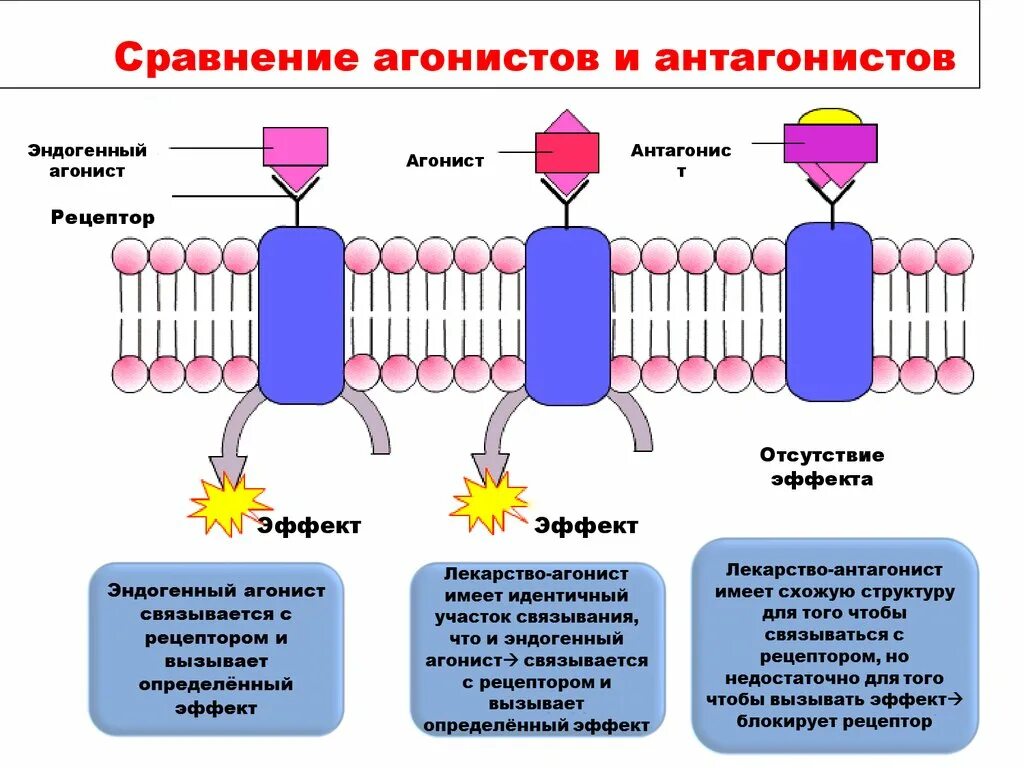 Агонист и антагонист в фармакологии. Агонист это в фармакологии. Рецептор и агонист с антагонистом. Агонисты антагонисты примеры.