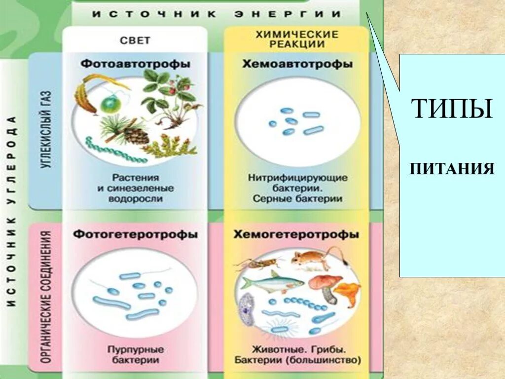 Типы питания. Организмы по типу питания. Типы питания живых организмов. Типы питания по биологии.