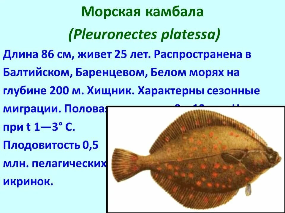 Камбала описание рыбы. Камбала презентация. Камбала описание. Камбала обитание. Рыба типа камбалы