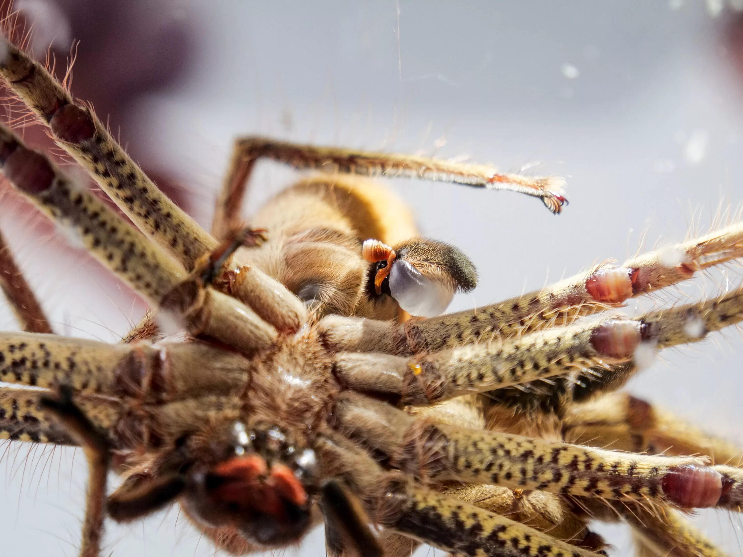 Гетеропода boiei. Heteropoda boiei. Экзотические пауки.