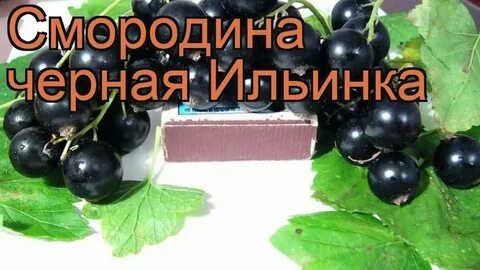 Караоке смородина