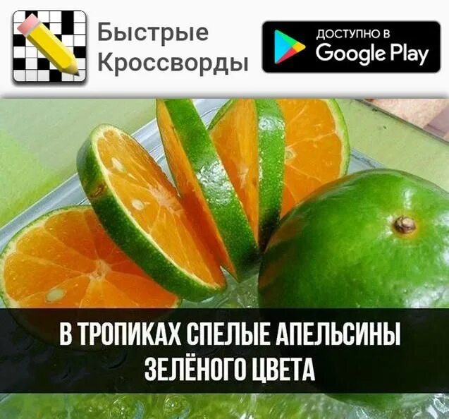 Green apelsin на небесах. Зеленый апельсин. Апельсины зеленого цвета. Зеленые апельсины спелые. Цитрусовые зеленого цвета.