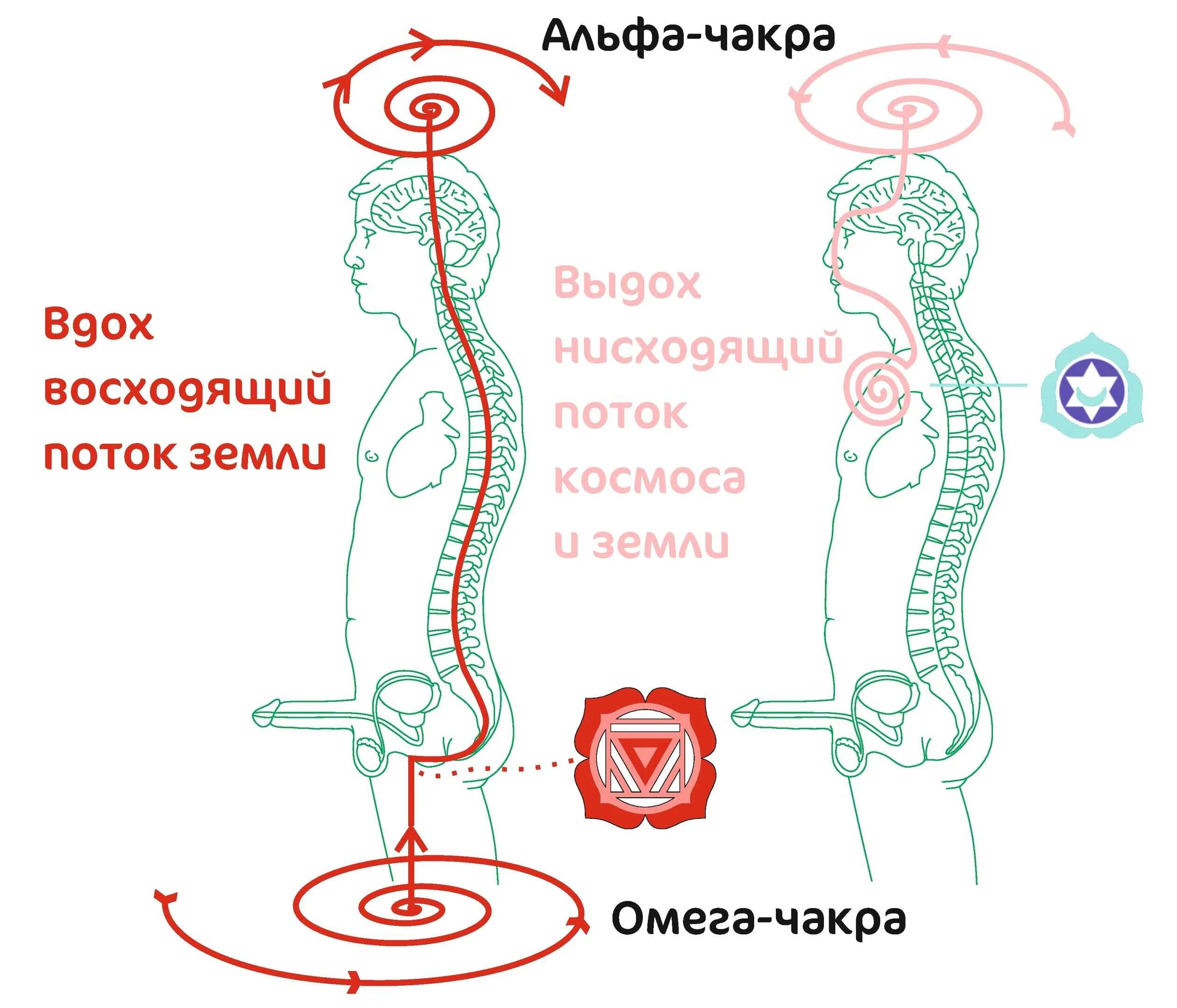 Строение чакр. Энергия человека чакры. Энергетические каналы человека. Чакры нисходящий и восходящий. Потоки через тело