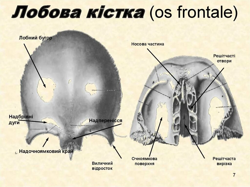 Лобная кость os frontale. Строение лобной кости. Spina Nasalis лобной кости. Лобова кістка.