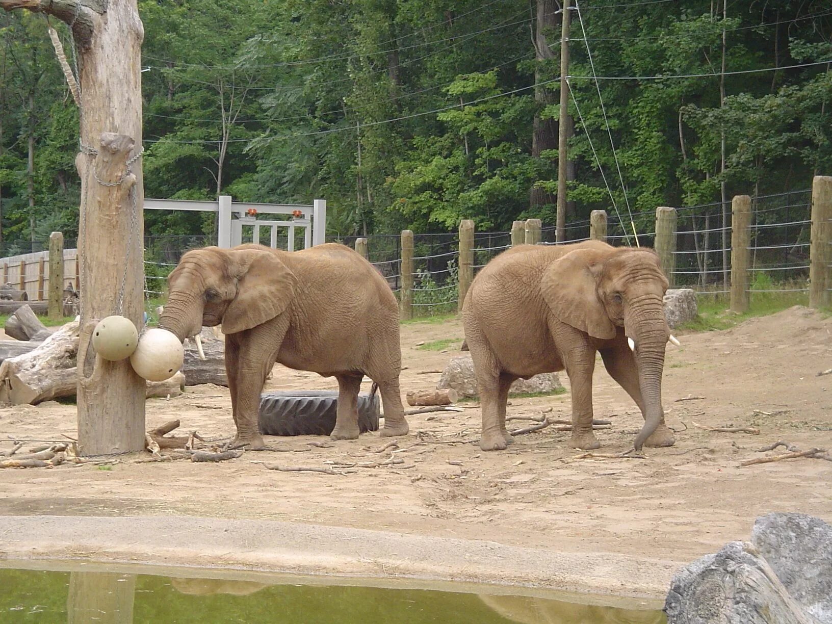 Zoo animals videos. Слоны в зоопарке. Парк слонов в Сочи. Панго зоопарк. Слоны в зоопарке Абу Даби.