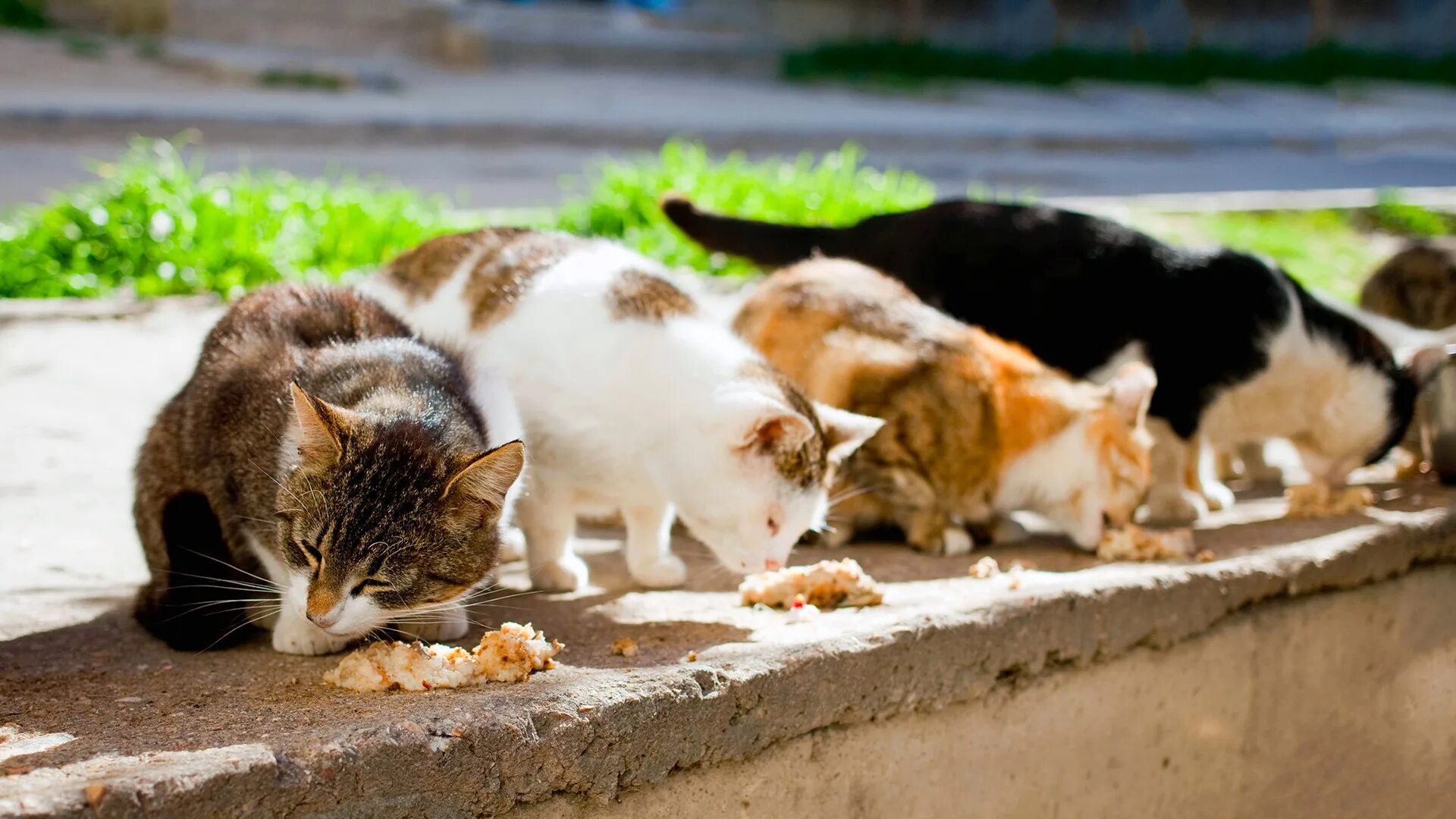 Кормить много кошек. Бездомные кошки. Бродячие кошки. Уличная кошка. Много бездомных кошек.