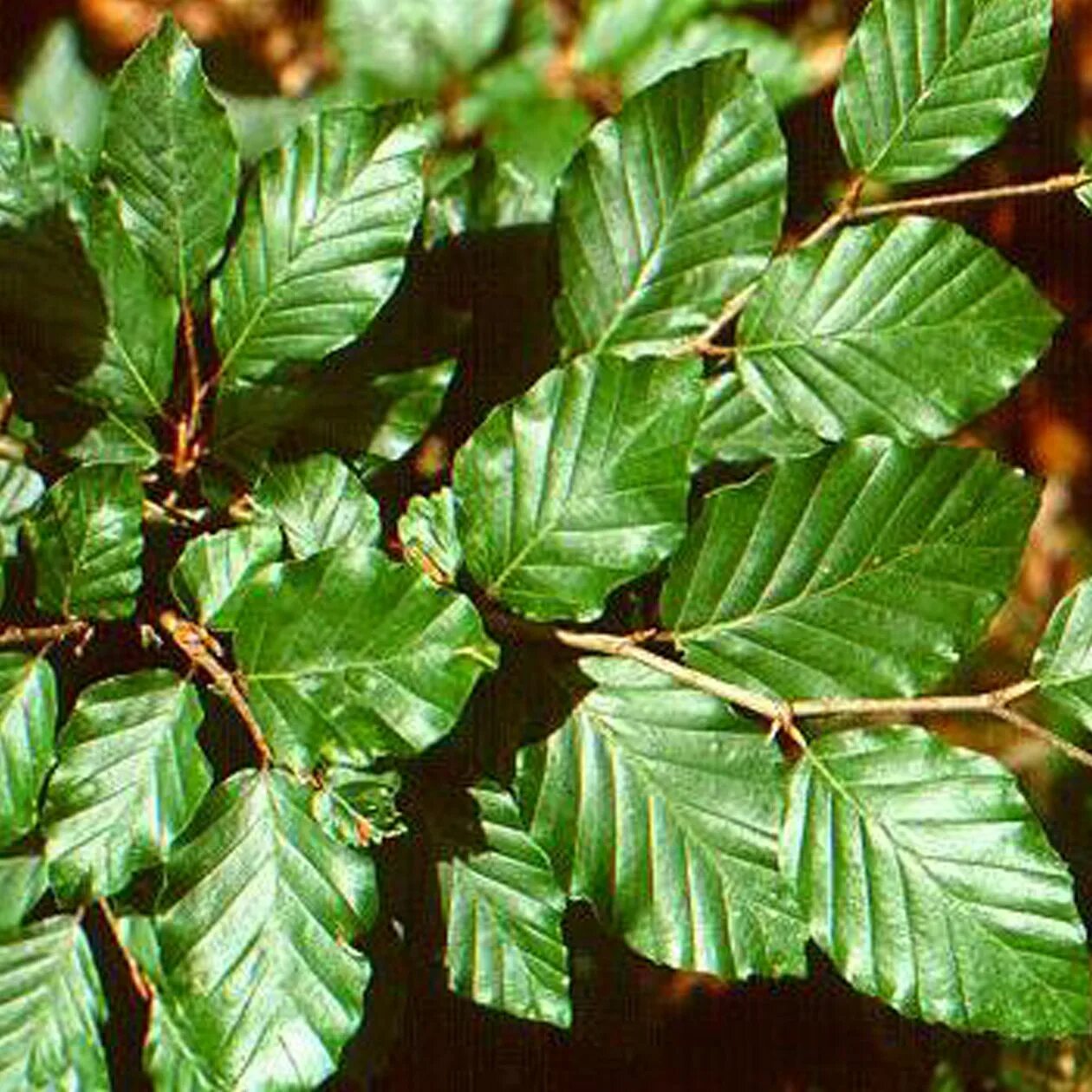 Дерево бук фото и описание. Бук Восточный – Fagus orientalis. Бук Лесной листья. Бук мелколистный. Бук Европейский листья.