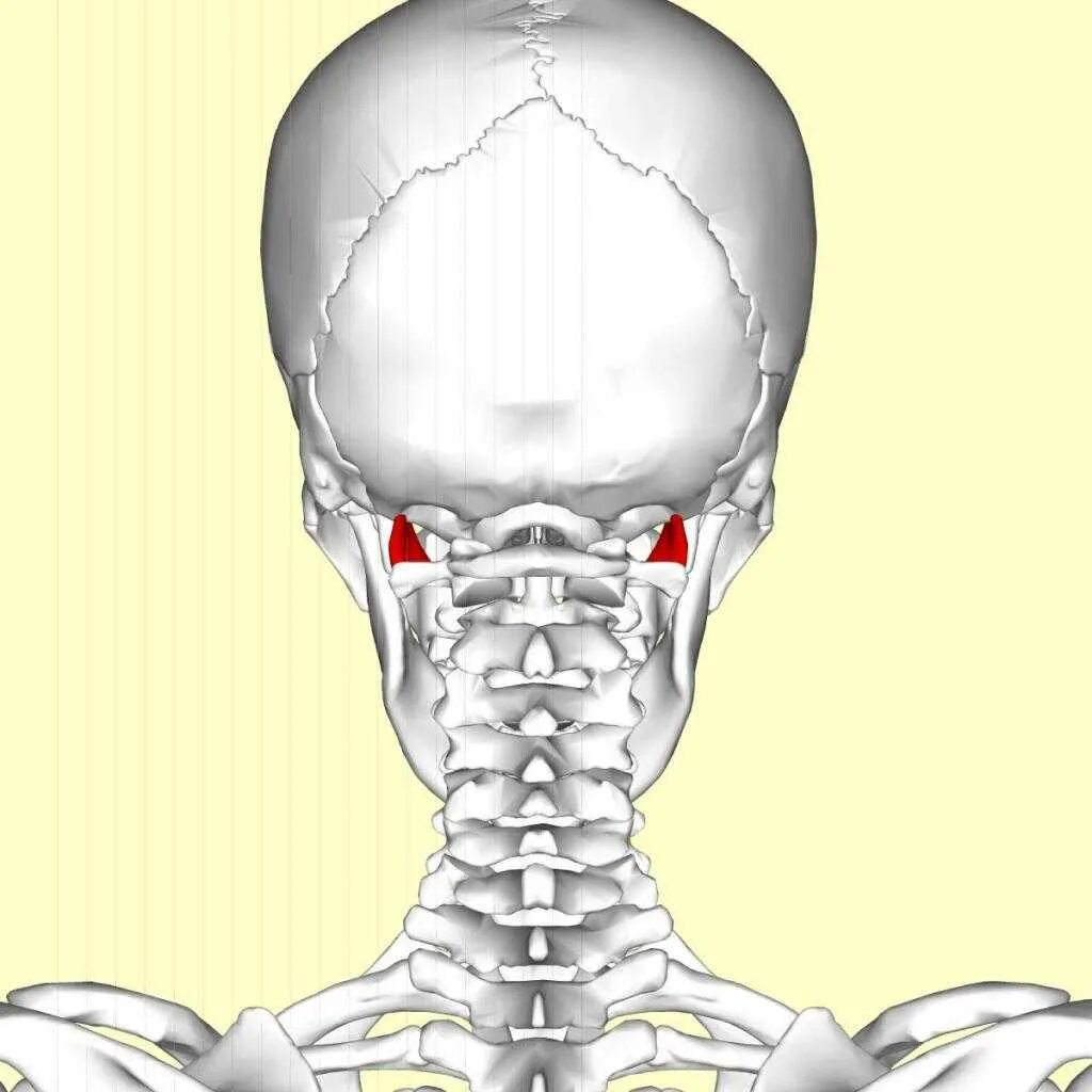 Кость на затылке. Rectus capitis lateralis. Obliquus capitis Superior. Латеральная прямая мышца головы. Мышцы атланто-затылочного сустава.