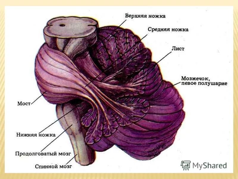 ствол мозга промежуточный мозг гипофиз. задний мозг латынь. задний мозг мост строение. отделы головного мозга 5 отделов. задний мозг латынь.