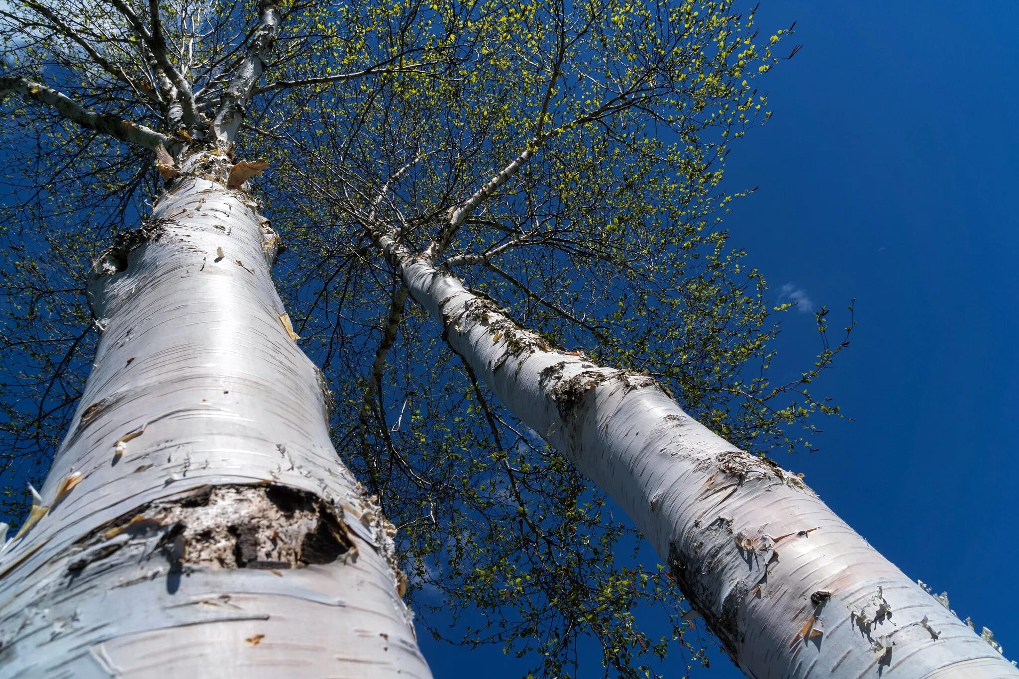 Береза Жакмона (Betula jacquemontii). Берёза лжеэрмана. Береза дерево. Береща. Гнутые березы