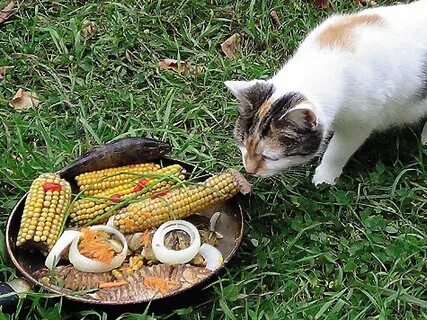 Можно крысам вареную кукурузу