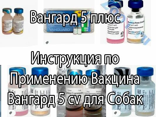 Вангард 5 инструкция. Вангард 7 вакцина для собак. Вангард вакцина схема вакцинации. Авангард 5 вакцина для собак. Вангард 7 вакцина для собак схема.