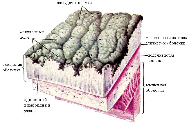 Серозная и слизистая оболочка. Строение стенки желудка анатомия. Слизистая оболочка желудка строение. Строение слизистой оболочки желудка. Строение стенки желудка слои.