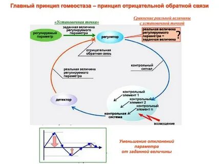 Обратная регуляция