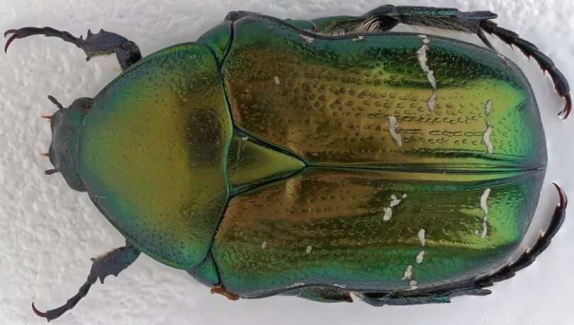 бронзовка большая зеленая. строение бронзовки. бронзовка золотистая и майский жук. жук бронзовка золотистая строение. золотистая бронзовка.