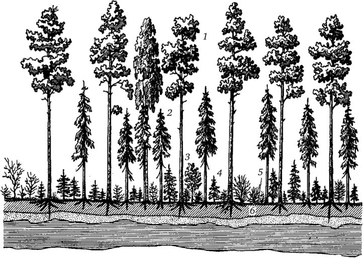 Структура растительного сообщества 7 тест. Ярусность древостоя леса. Ярусность леса фитоценоз. Ярусность лесного фитоценоза. Ярусность лесного биоценоза.