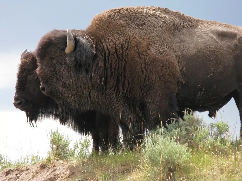 Бизон Буффало.  Bison Bison самка. Самка буйвола. Бизон самец. Бизон 320