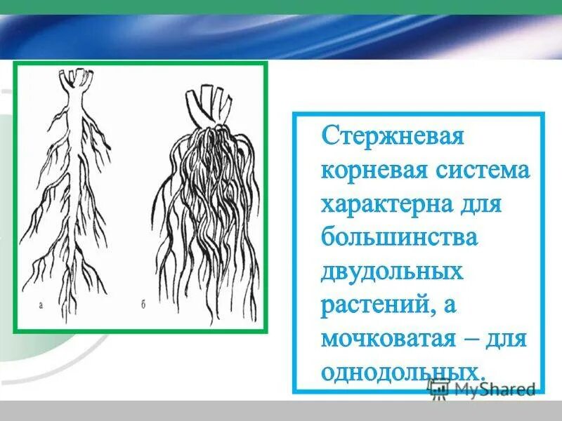 Признаки характерные для стержневой корневой системы. Строение мочковатой корневой системы. Стержневая и мочковатая корневая система. Мочковатый Тип корневой системы. Что такое стержневая система и мочковатая система.