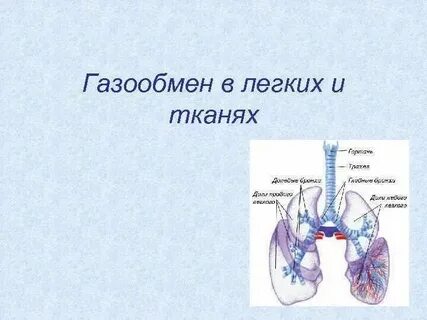 В какой ткани происходит газообмен