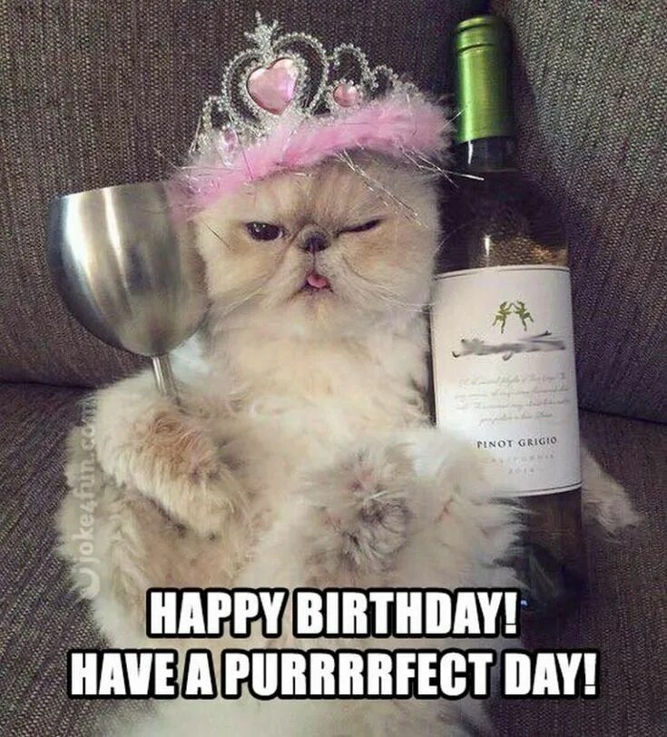 101 Funny Cat Happy Birthday Memes Happy birthday funny cats, Funny happy birthd