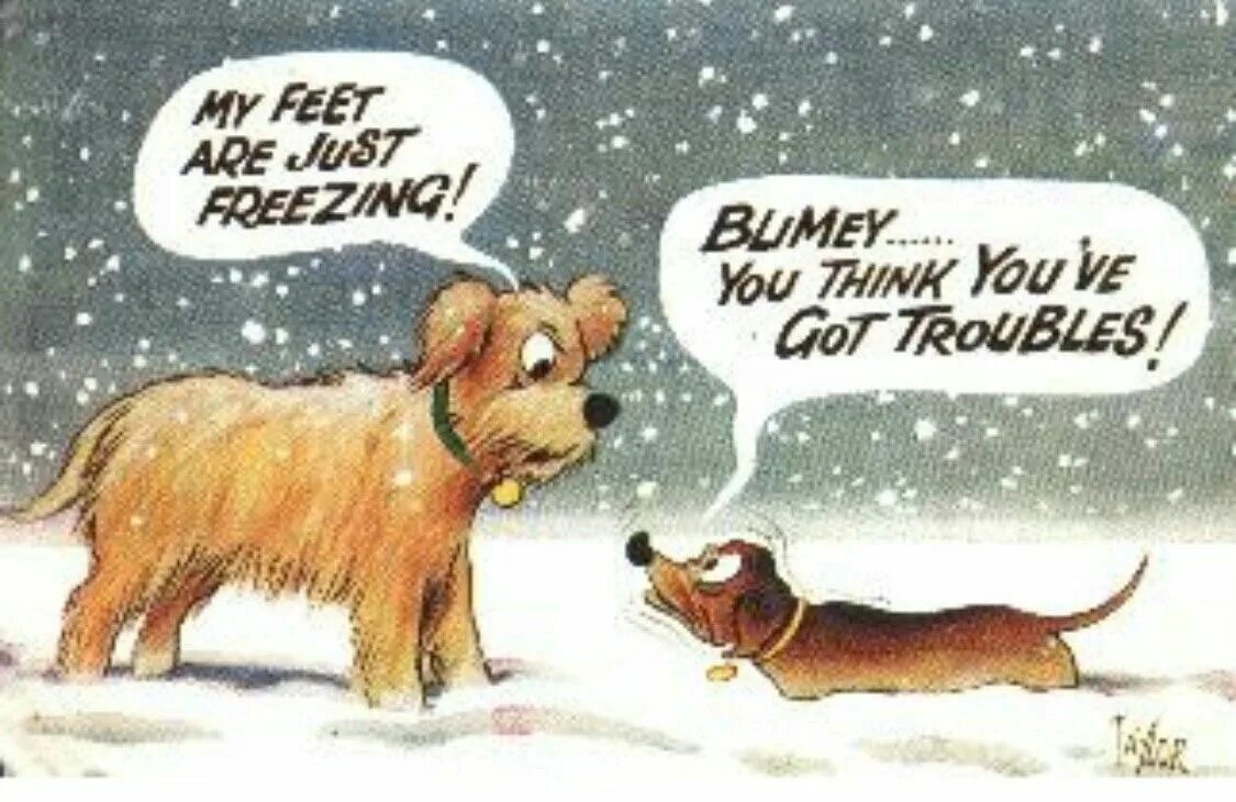 Совсем замерзла. Смешные собаки зимой. Холод собачий картинки прикольные с надписями. Приколы с собаками.