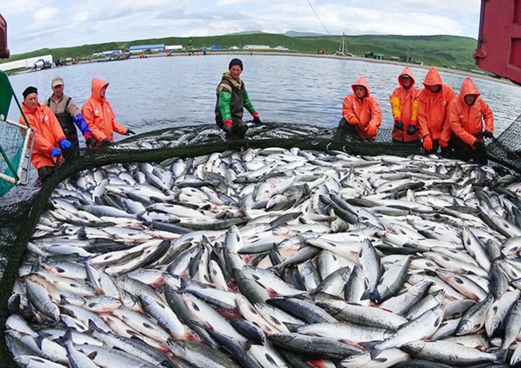 Рыбопромышленный комплекс дальнего Востока. Рыбная промышленность дальнего Востока. Добыча рыбы. Промысел рыбы. Улов ростов