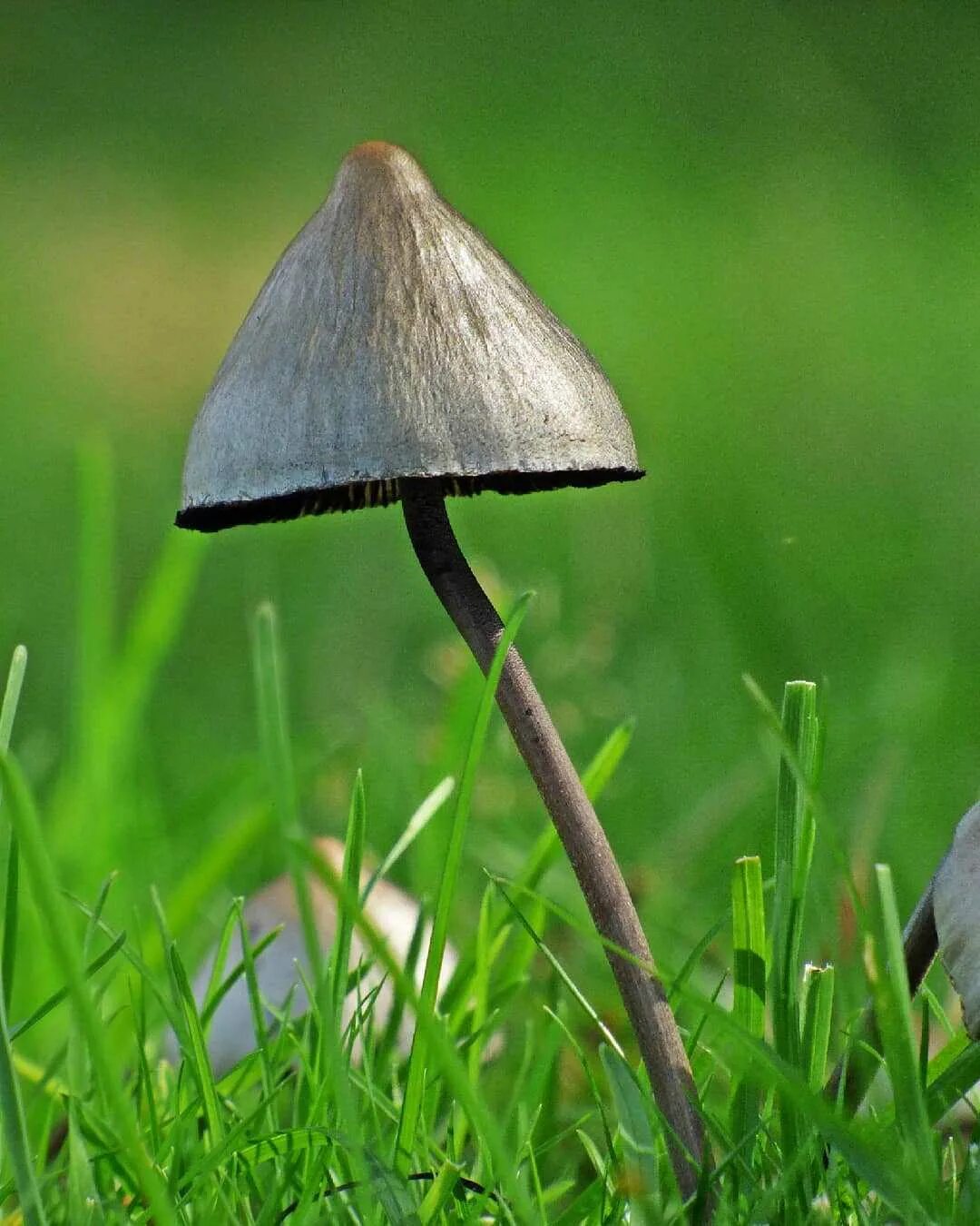 Панеолус гриб. Панеолус. Panaeolus sphinctrinus панеолус. Панеолус колокольчатый. Панеолус.