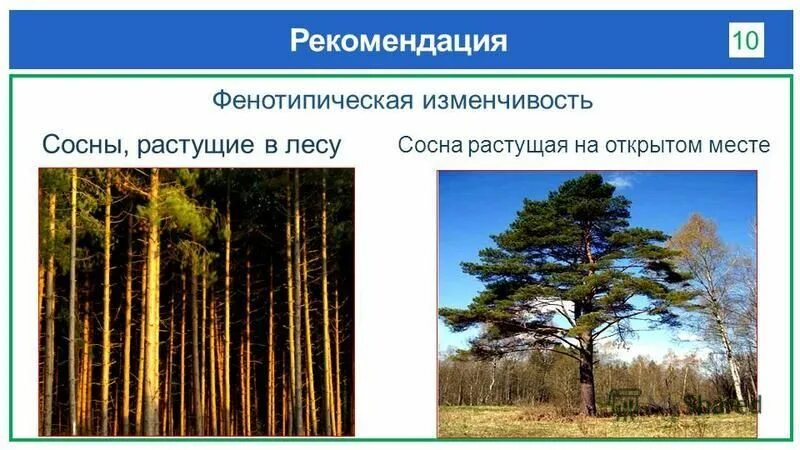 сосны в лесу и одиноко растущая сосна различия. изменчивость сосны. сосна в лесу и на открытом пространстве. фенотипическая модификационная изменчивость. форма кроны у сосны.