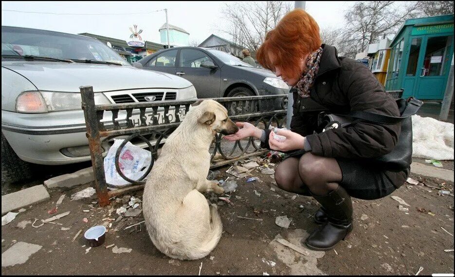 Спасти бомжа. Подкармливание бездомных собак. Собака на улице. Накормить бездомную собаку.
