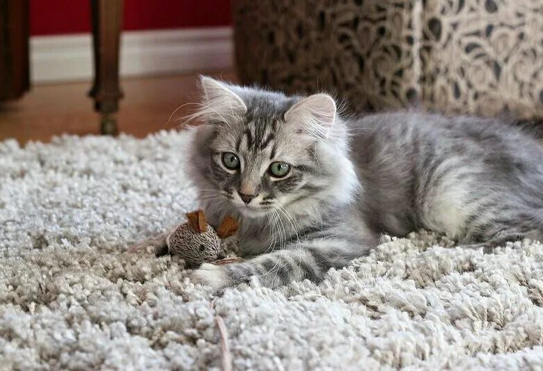 Спящие котята. Спящие котята. Хэппи слипинг. Подушка котик. Котик в пледе.