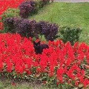 Фотографии на Воронинский сквер - Округ Сампсониевское - Санкт-Петербург, Санкт-Петербург