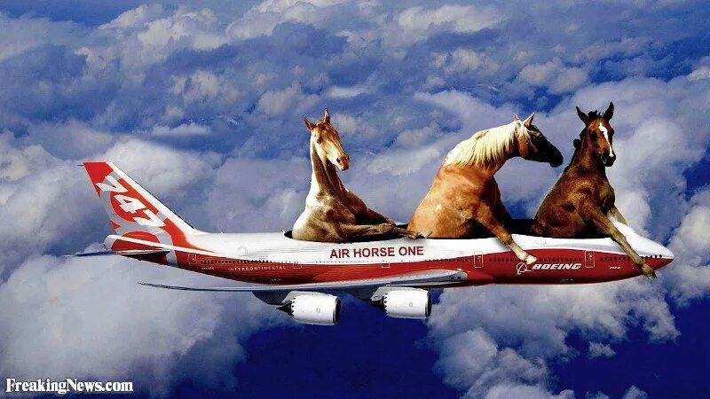 Летящий конь. Конь в самолете. Перевозка лошадей в самолете. Лошадь летит.