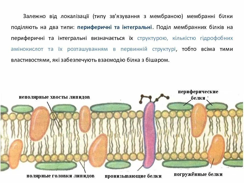 Развитая сеть внутриклеточных мембран отсутствует в клетках. Развитая сеть внутриклеточных мембран отсутствует в клетках