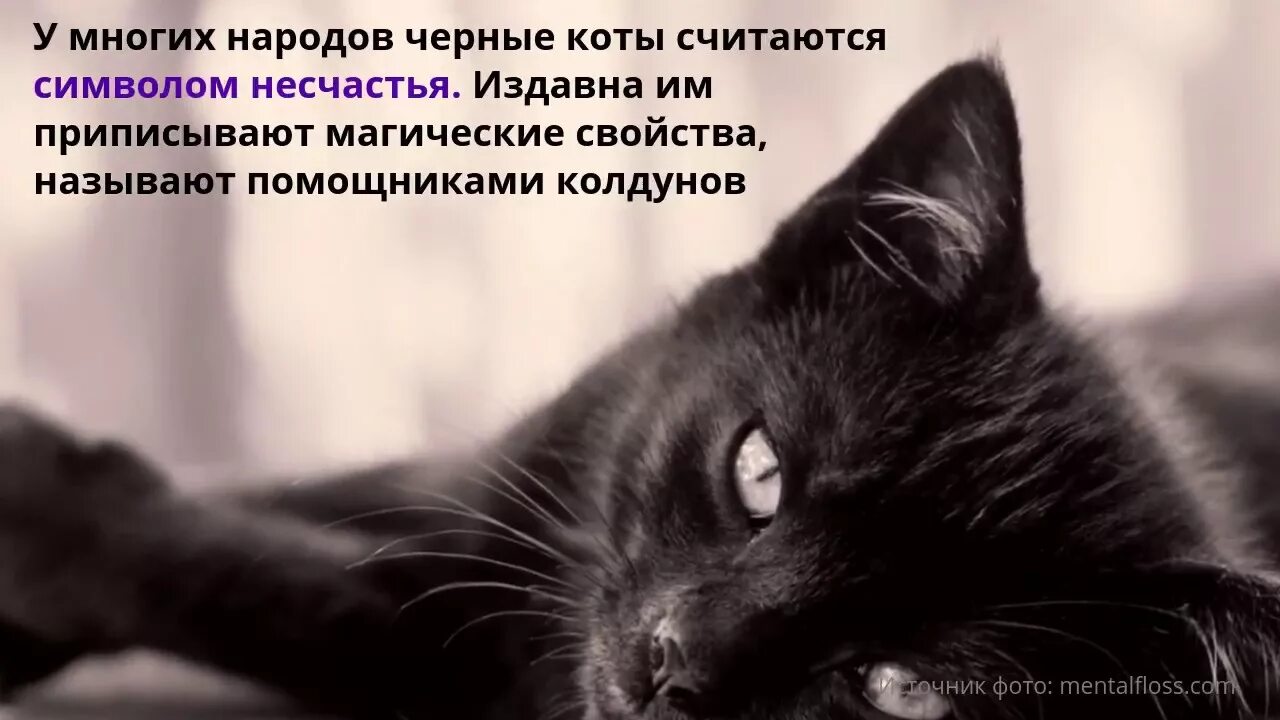 Несчастье называться. День черного кота. Международный день черного кота. День защиты чёрных котов. 17 Ноября день черных кошек.