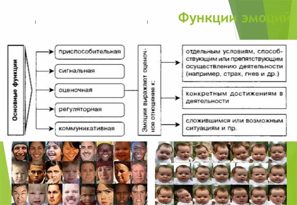 Воля и эмоции. Концепция эмоций. Виды эмоций