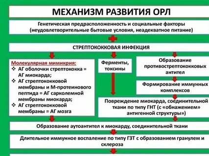 Патогенез острой ревматической лихорадки
