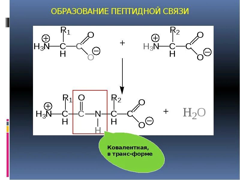 Образование пептидной связи происходит в. Образование пептидной связи. Схема образования пептидной связи. Пептидная связь формула. Образование пептидной связи между аминокислотами.