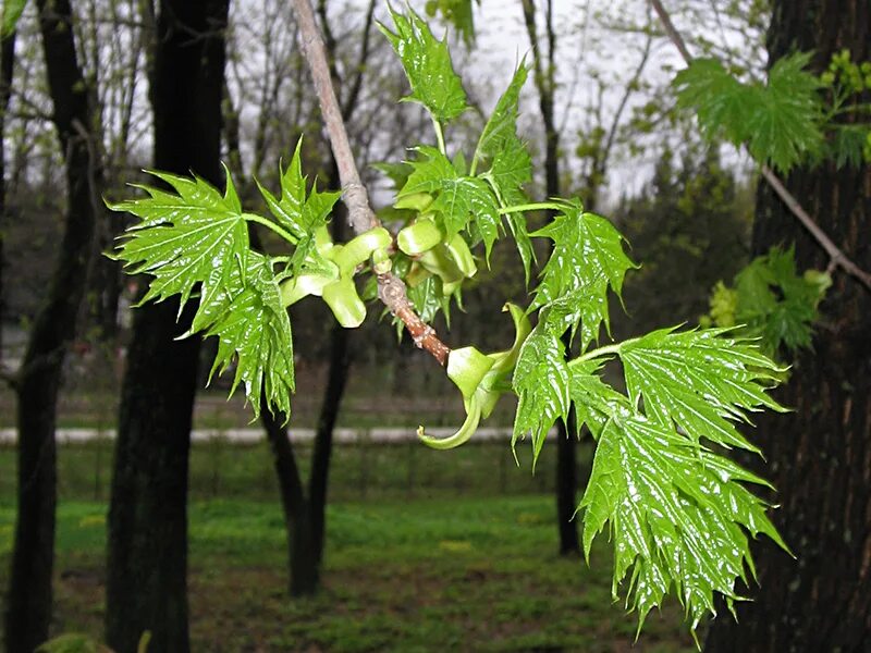 Клён мелколистный, остролистный. Клен Лорберга. Acer platanoides l.. Клен остролистный Плантариум.