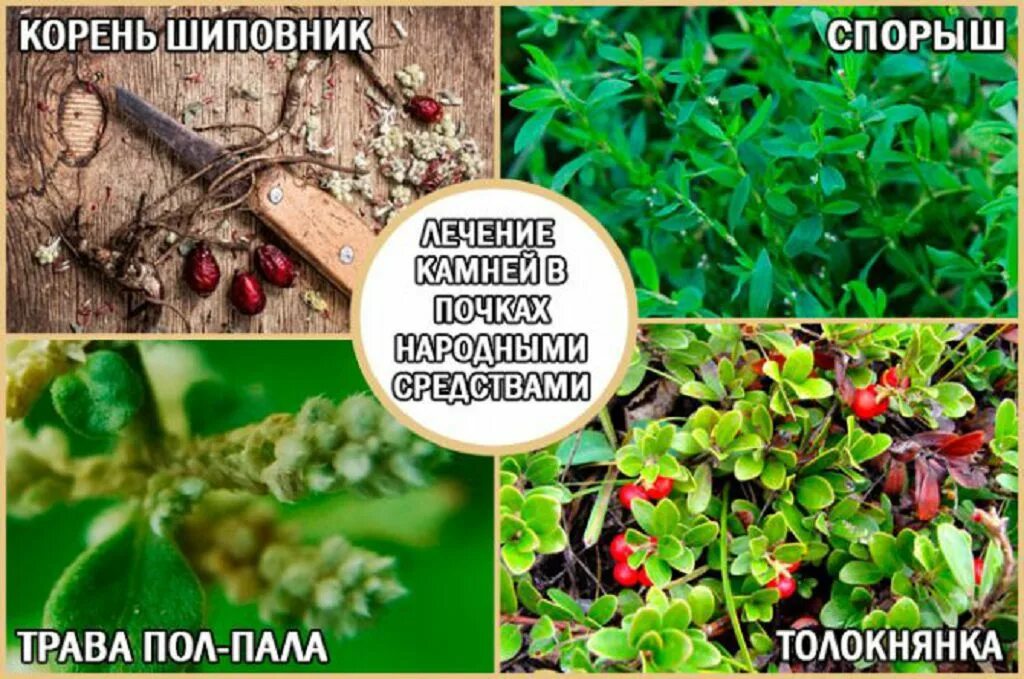 Как можно вылечить почки