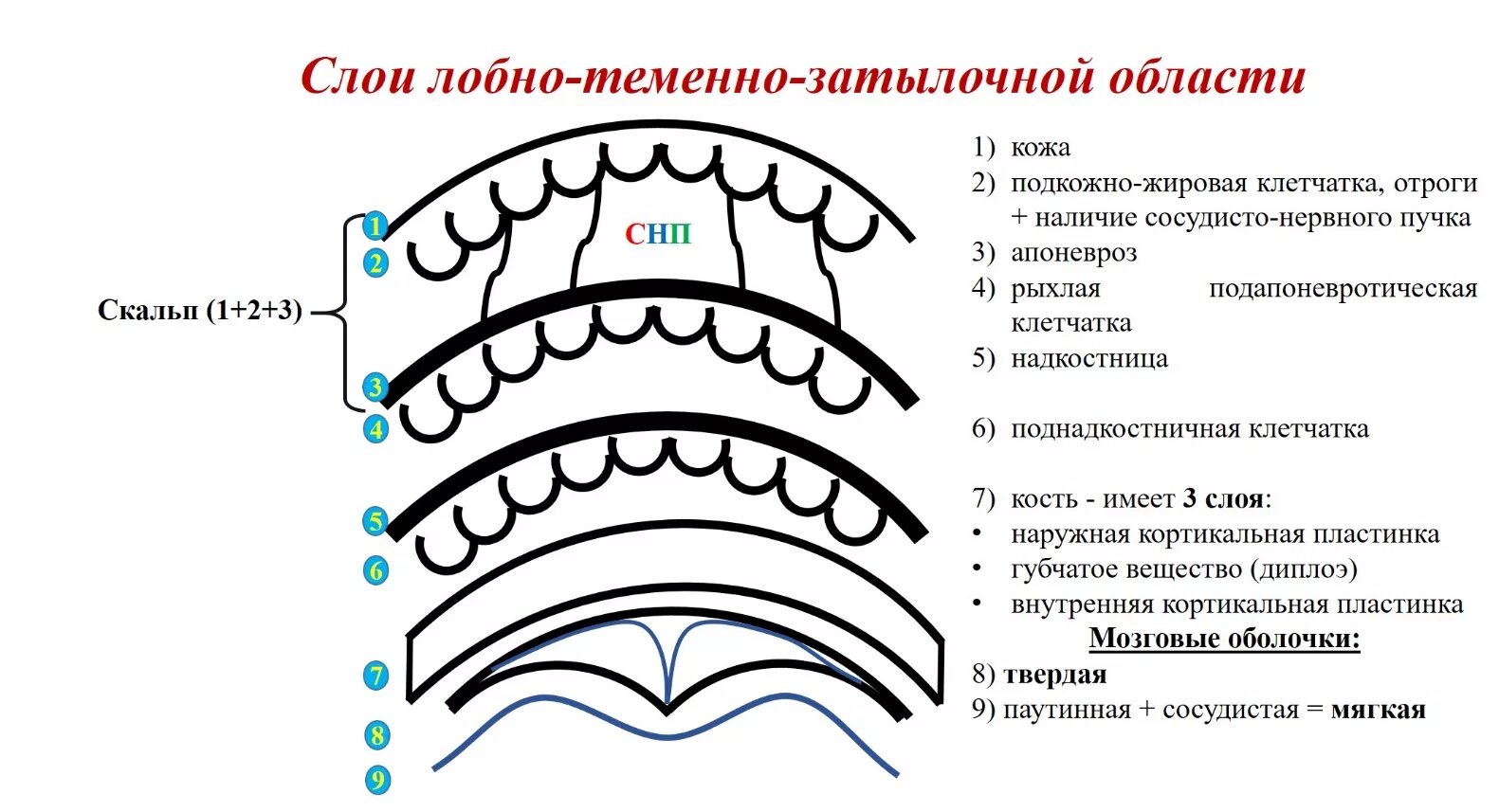 Слои мягких тканей лобно-теменно-затылочной области. Сосудисто-нервных Пучков лобно-теменно-затылочной области.. Послойное строение мягких тканей свода черепа. 1. Лобно-теменно-затылочная область.. Слои свода