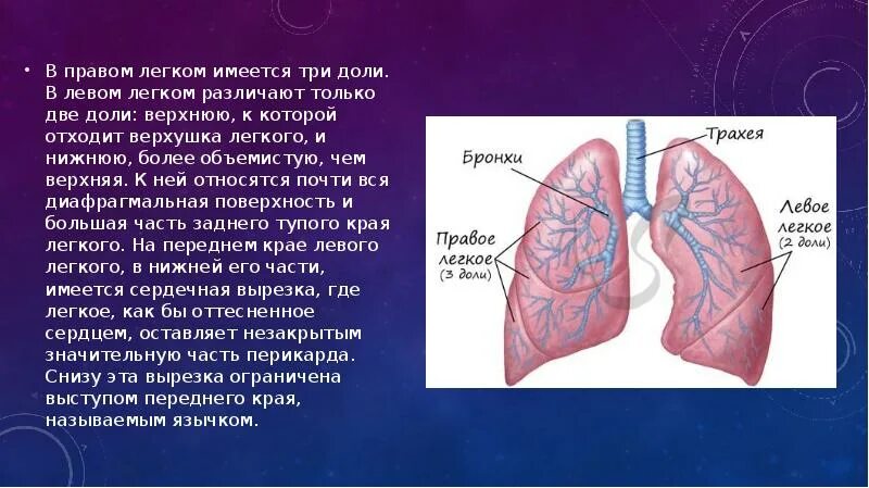 Левое легкое имеет. В правом легком различают. Доли в правом и в левом легком. Левое легкое. Правое легкое.