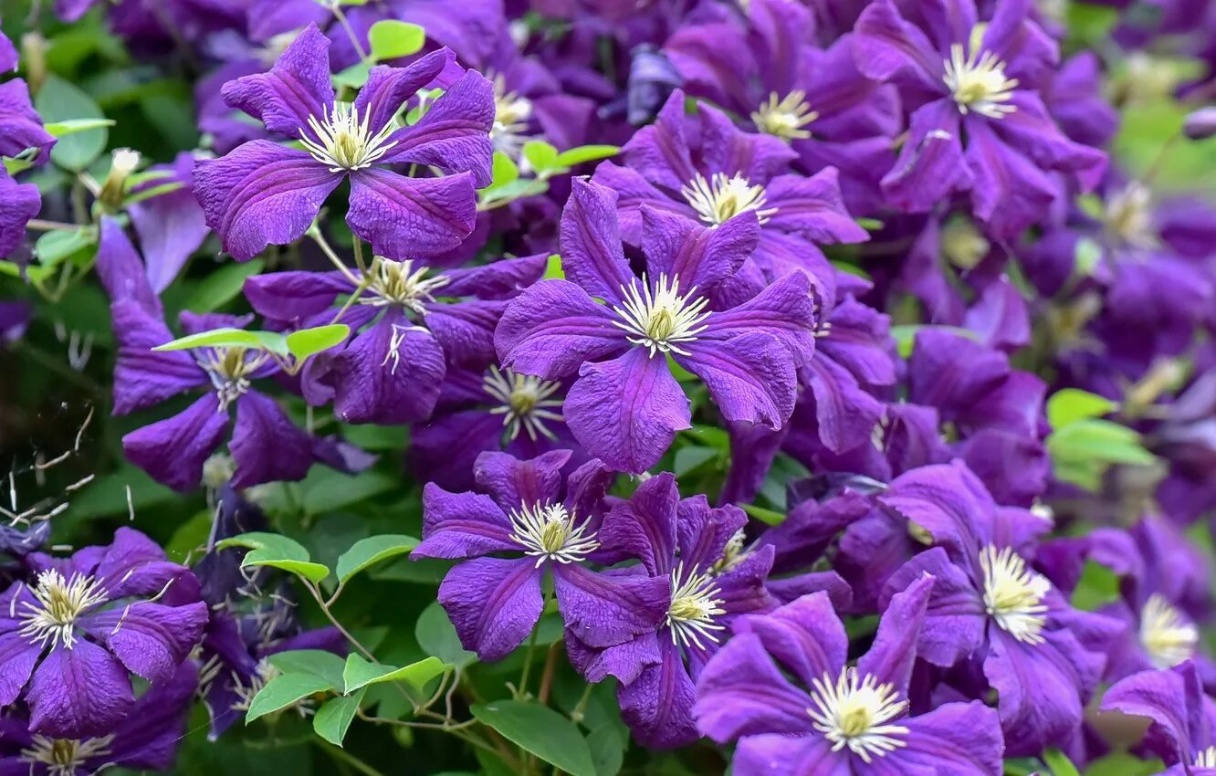 Клематис микс. Клематис ломонос фиолетовый. клематис (clematis temptation). клематис доминика. клематис (clematis ashva).