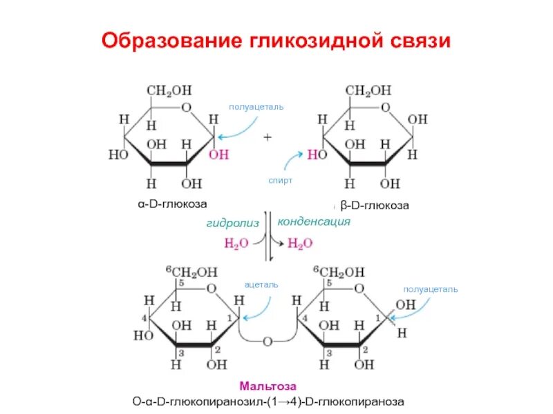 Связь 4 гликозидная. Бета 1 4 гликозидная связь. Альфа 1 4 гликозидные связи. Альфа и бета 1 4 гликозидная связь. Реакция образования гликозидной связи.