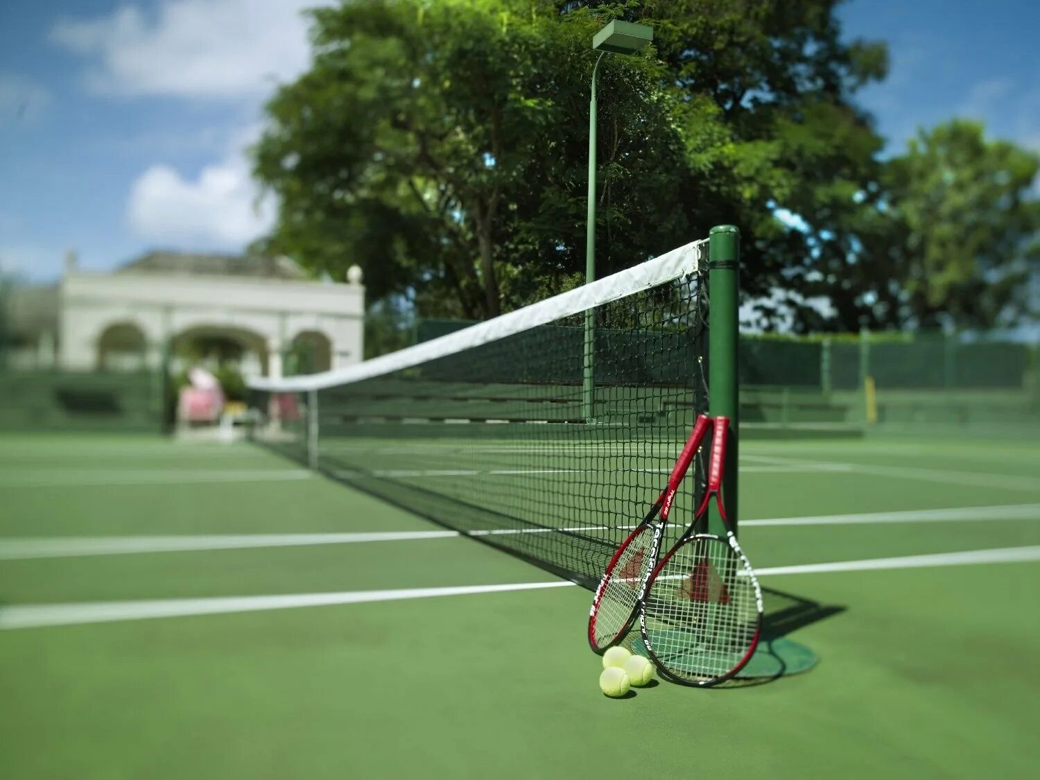 Что такое Тенистый кот. Теннисный корт. Площадка для тенниса. Теннисныйкорд.