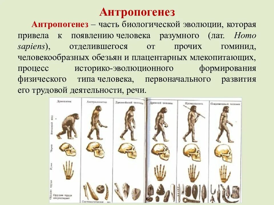 Процесс историко эволюционного становления человека как. Эволюция человека Антропогенез. Антропогенез Эволюция приматов. Антропогенез схема для ЕГЭ. Антропогенез процесс развития человека.